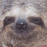 Sloth logo