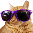 CoolCat emote